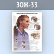 Плакат «Дисфункция височно-нижнечелюстного сустава» (ЗОЖ-33, пластик 2 мм, А1, 1 лист)